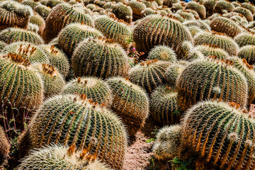 Coussins de belle-mère au jardin botanic