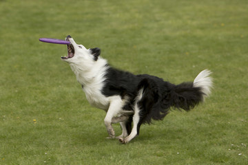 Fototapeta premium Bijna gevangen.