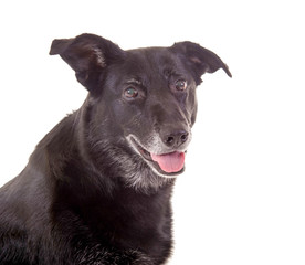 Alter Hund mit grauem Bart im Portrait