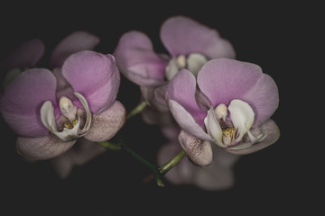 Obraz premium Beautiful Dendrobium orchid in black background