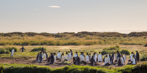 Manchot Royaux de Patagonie Chili Argentine pinguins