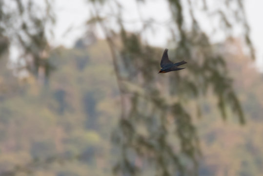 Pacific Swallow bird flying in Thailand