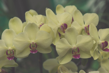 Beautiful Dendrobium orchid in black background