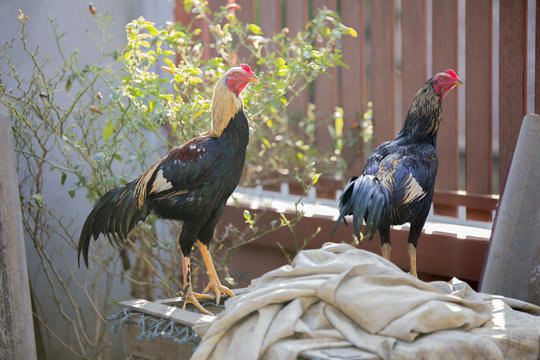 Thai Fighting Cocks for Gamecock standing on the cage