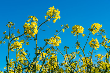 Rapspflanze unter blauem Himmel sorgt für erneuerbaren Sprit