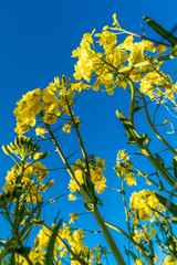 Obraz premium Gelber Raps dient als Rohstoff für grüne Energie