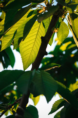 Green cherry tree leafs in sunset