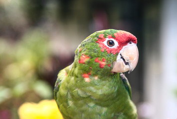 Papagaio