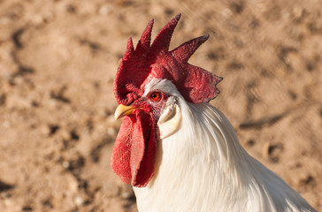 White rooster head on sand background