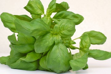 Basil on the white background