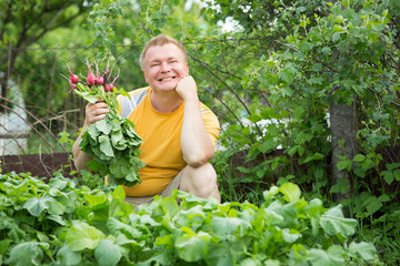 Fototapeta premium Man plucked radishes