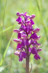 Orchidea selvatica spontanea (orchis morio) © Sabrina