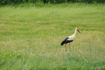 Young stork in field of green grass