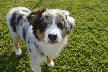 Australian Shepherd Blick