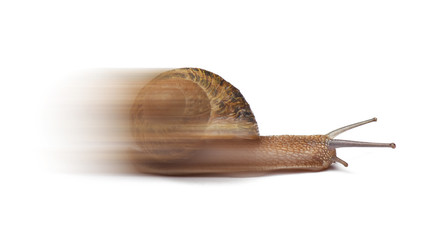 Speed snail isolated on white background © chones
