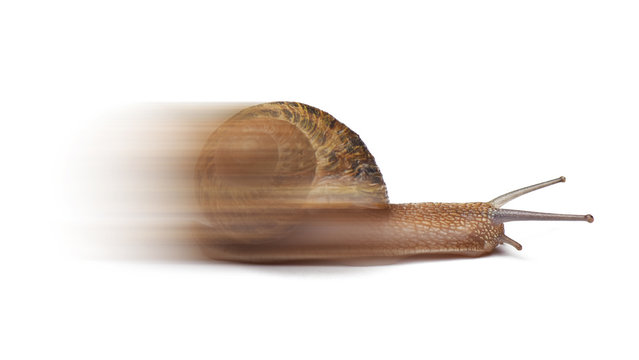 Speed snail isolated on white background