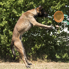 malinois qui joue au frisbee