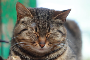 Толстая кошка