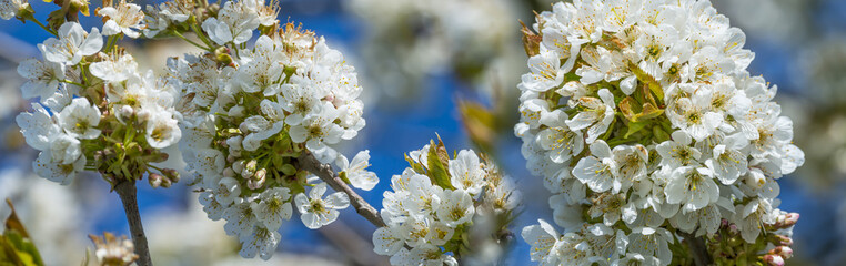 Naklejka premium cherry tree with flowers