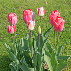 Tulpen, Tulipa, Wiese