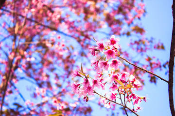 cherry blossom thailand