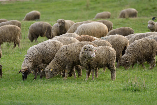 Sheep grazing on hills full of green grass