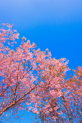 cherry blossom thailand