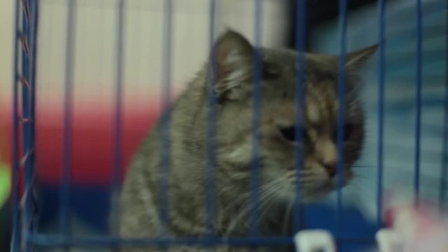 Kittens act attentive. Inside animal shelter cage waiting for adoption.