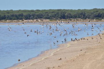 aves en la marisma
