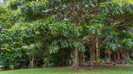 Fototapeta premium The Hawaiian rain forest of botanical gardens on the tropical island paradise of Oahu, Hawaii, USA provides a nature hiking trail for pleasure and enjoyment.