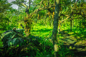 tropical evergreen forest