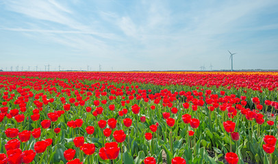 Tulips in a field in spring below a blue cloudy sky