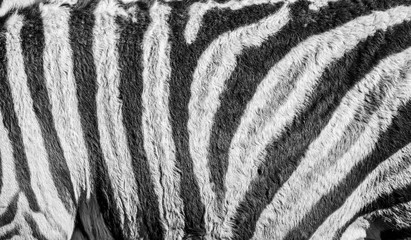 zebra in detail - texture