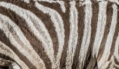 zebra in detail - texture