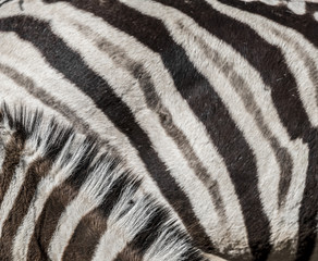 Fototapeta na wymiar zebra in detail - texture