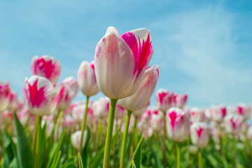 Tulips in a field in spring below a blue cloudy sky