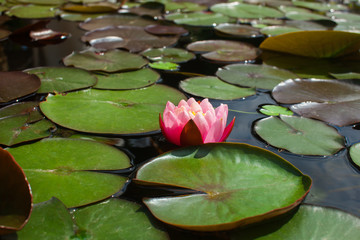 Pink lily flower bloomed in the pond