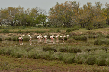 aves en la marisma
