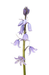 Fototapeta na wymiar Bluebell flowers isolated