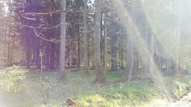 Słoneczny dzień