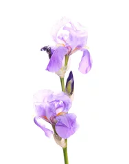 Crédence de cuisine en plexiglas Iris fleur d& 39 iris isolé sur blanc
