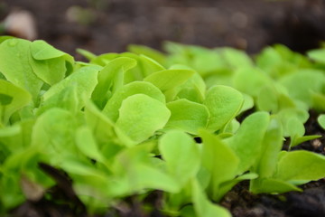 Sadzonki sałaty  © calibanx