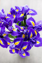 Iris flower on the gray background.