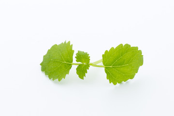 Fresh raw mint leaves isolated on white background