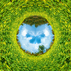 Rapesed Field