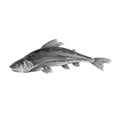 American rainbow trout salmon-predatory fish as wrought metal vintage vector illustration