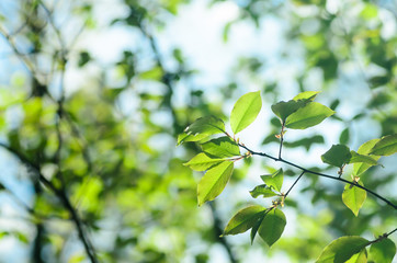 Fototapeta na wymiar spring leaves in forest
