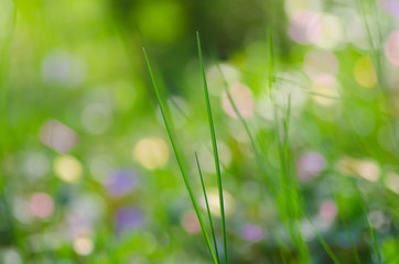 grass in spring forest groundcover