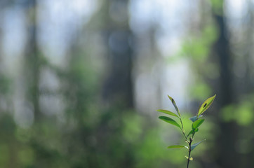  spring leaves in forest