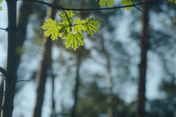  spring leaves in forest